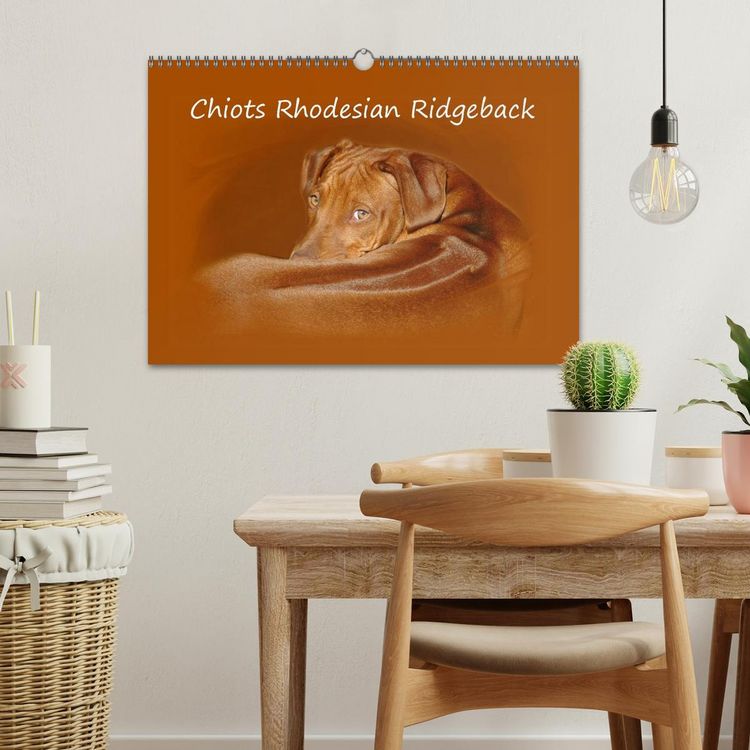 Produktbild: Chiots Rhodesian Ridgeback (Calendrier mural 2026 DIN A3 vertical), CALVENDO calendrier mensuel