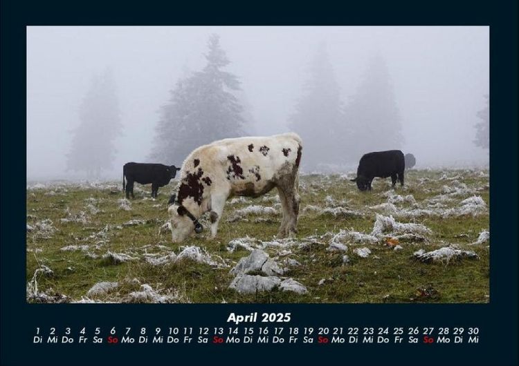 Produktbild: Kuhkalender 2025 Fotokalender DIN A4