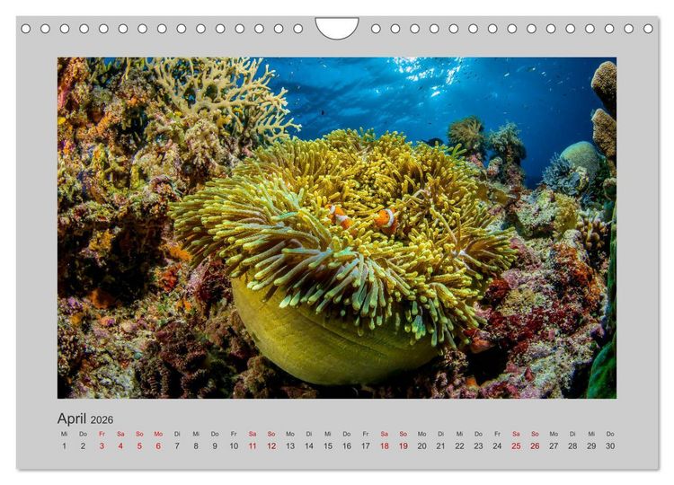 Produktbild: Korallen-Riffe Tauchertr&auml;ume (Wandkalender 2026 DIN A4 quer), CALVENDO Monatskalender