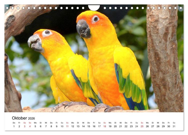 Produktbild: Papageien. Knallbunte Aras und Co. (Wandkalender 2026 DIN A4 quer), CALVENDO Monatskalender