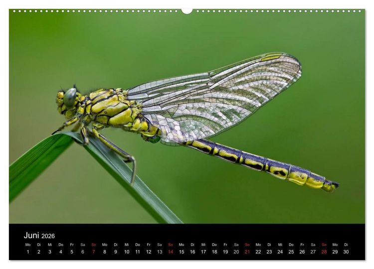 Produktbild: Libellen im Ried (Wandkalender 2026 DIN A2 quer), CALVENDO Monatskalender