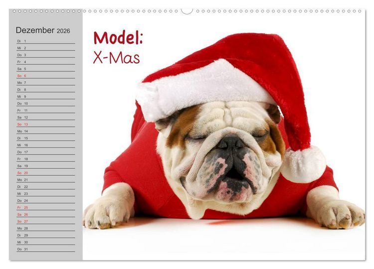Produktbild: English Bulldog XXL Models (Wandkalender 2026 DIN A2 quer), CALVENDO Monatskalender
