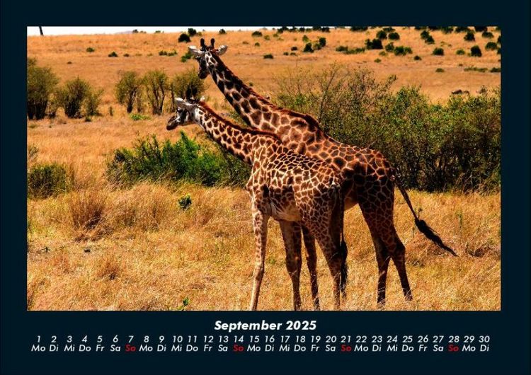 Produktbild: Giraffen 2025 Fotokalender DIN A4