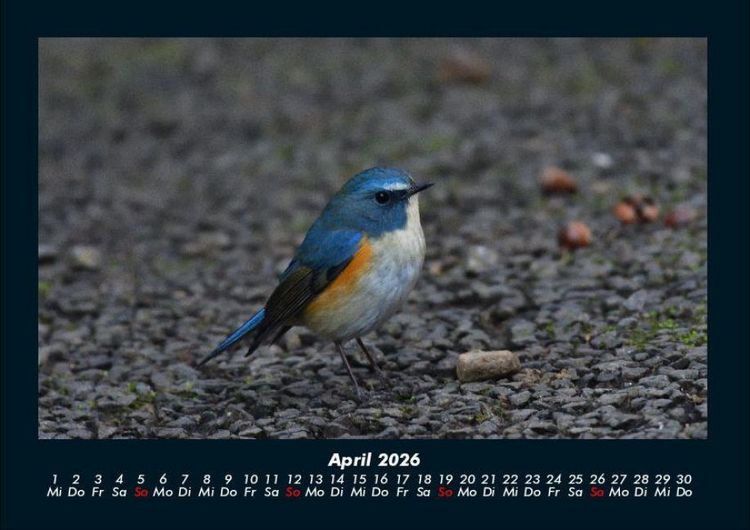Produktbild: Tiere in der Wildnis 2026 Fotokalender DIN A4