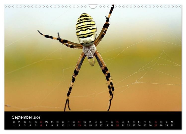 Produktbild: Makro-Kalender 2026 (Wandkalender 2026 DIN A3 quer), CALVENDO Monatskalender