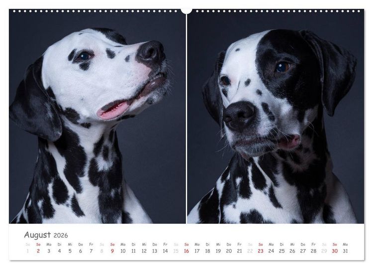 Produktbild: charakterstarke Hunde, wundersch&ouml;ne Hundeportraits (Wandkalender 2026 DIN A2 quer), CALVENDO Monatskalender