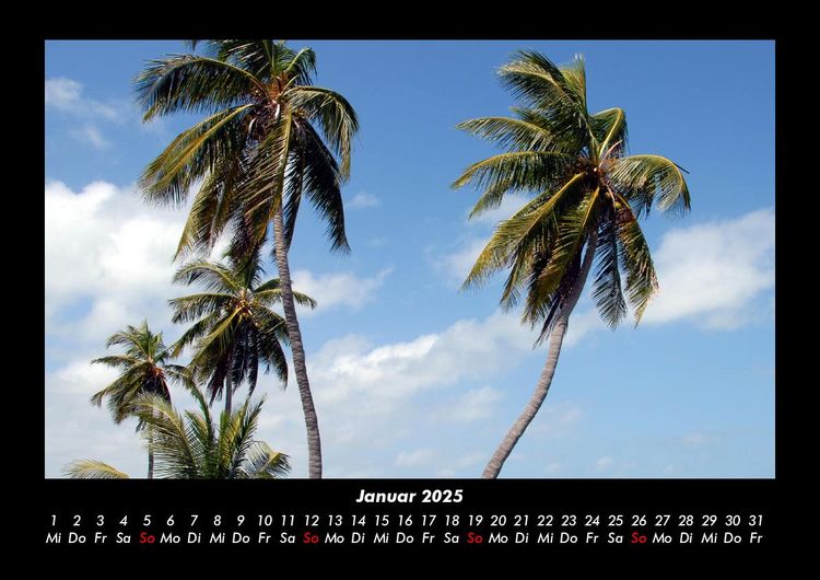 Produktbild: Palmentraum 2025 Fotokalender DIN A3