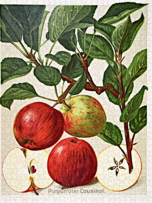 Produktbild: CALVENDO Puzzle Purpurroter Cousinot | 1000 Teile Lege-Gr&ouml;&szlig;e 64x48cm Foto-Puzzle f&uuml;r gl&uuml;ckliche Stunden