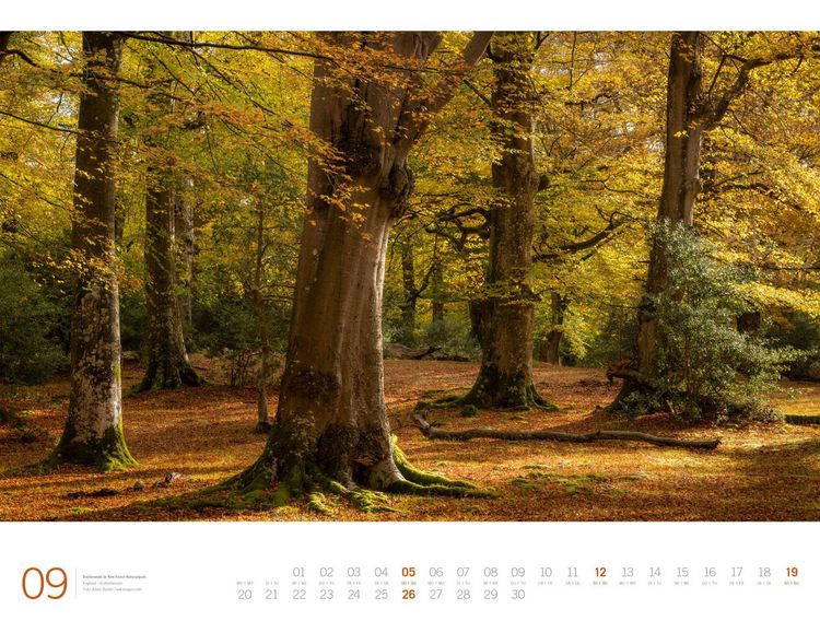 Produktbild: Wald Gallery Kalender 2027
