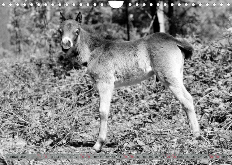 Produktbild: Die letzten Wildpferde Exmoor Ponys (Wandkalender 2022 DIN A4 quer)