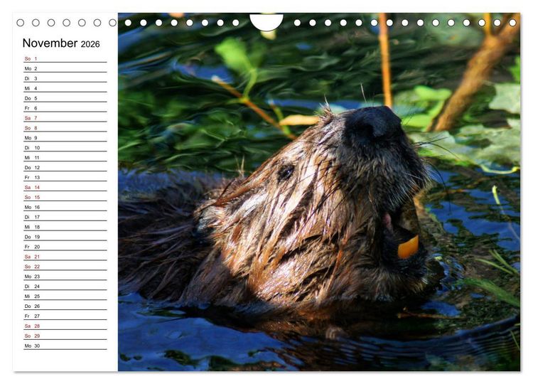 Produktbild: Das Familienleben der Biber (Wandkalender 2026 DIN A4 quer), CALVENDO Monatskalender