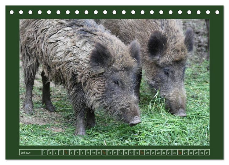 Produktbild: Schweinkram - Die Wildschweine sind los (Tischkalender 2026 DIN A5 quer), CALVENDO Monatskalender