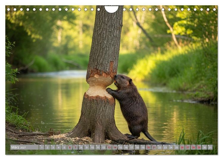 Produktbild: Biberwelt (Wandkalender 2027 DIN A4 quer), CALVENDO Monatskalender
