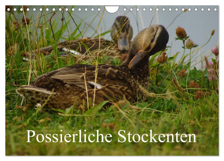 Produktbild: Possierliche Stockenten (Wandkalender 2026 DIN A4 quer), CALVENDO Monatskalender