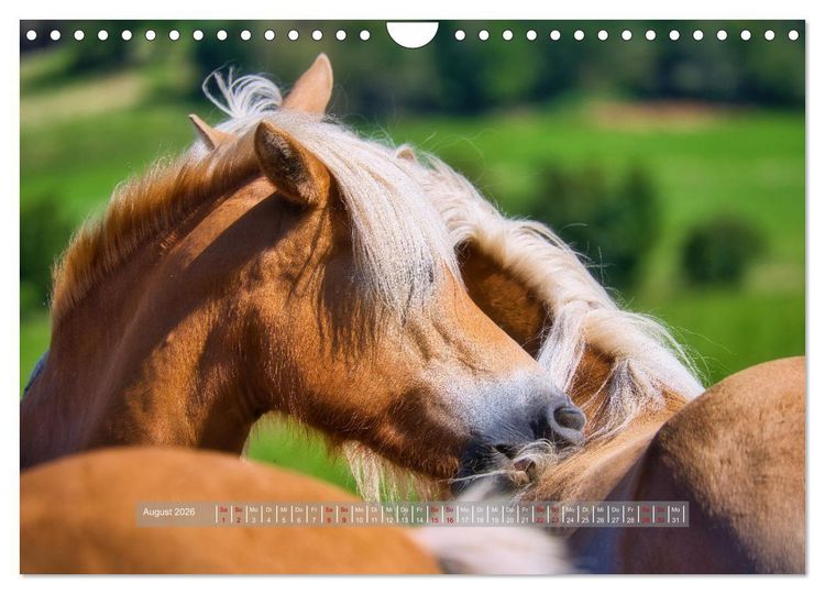 Produktbild: Haflinger Pferde in Th&uuml;ringen (Wandkalender 2026 DIN A4 quer), CALVENDO Monatskalender