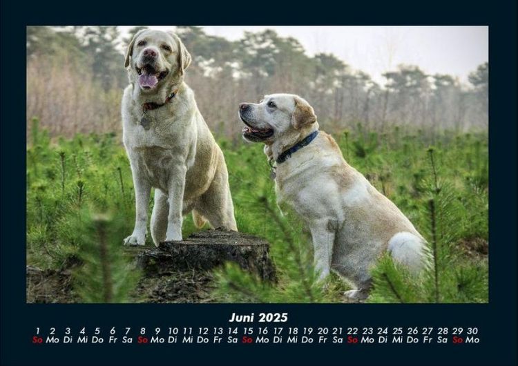 Produktbild: Hundezauber 2025 Fotokalender DIN A4