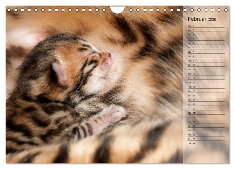 Produktbild: Die Bengalkatze. Edition Jungtiere (Wandkalender 2026 DIN A4 quer), CALVENDO Monatskalender