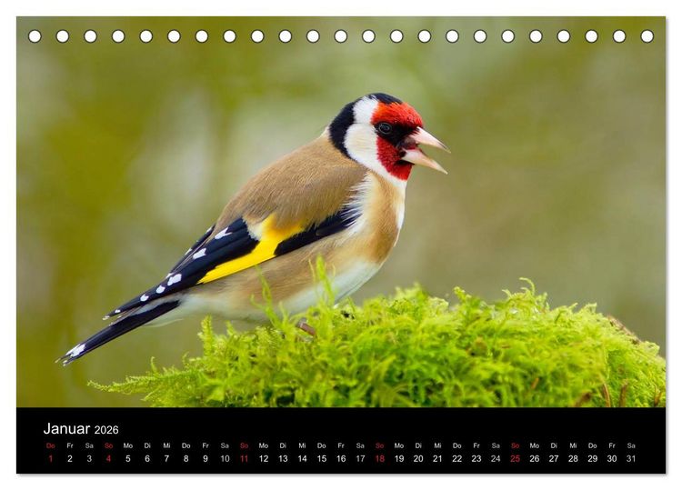 Produktbild: Singv&ouml;gel in Deutschland (Tischkalender 2026 DIN A5 quer), CALVENDO Monatskalender