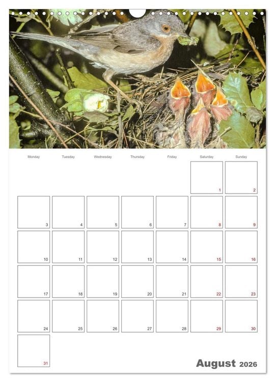 Produktbild: At the dawn of life the secret life of passerines (Wall Calendar 2026 DIN A3 portrait), CALVENDO 12 Month Wall Calendar