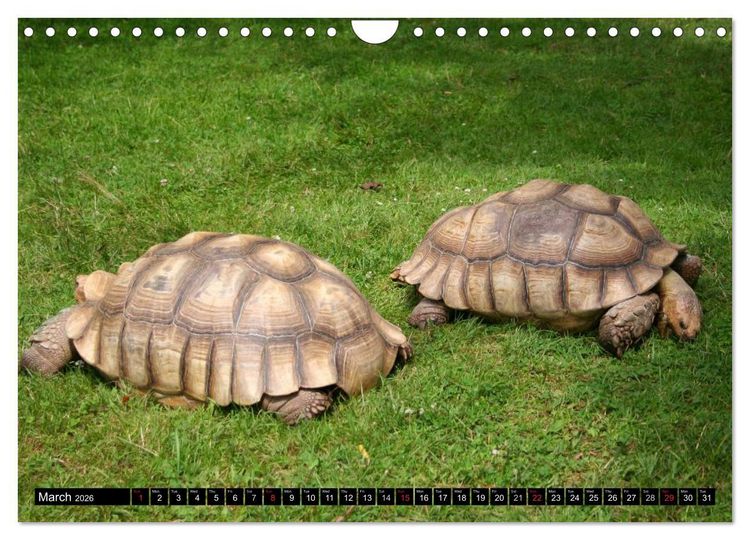 Produktbild: Turtles and Tortoises - Armored pacifists (Wall Calendar 2026 DIN A4 landscape), CALVENDO 12 Month Wall Calendar