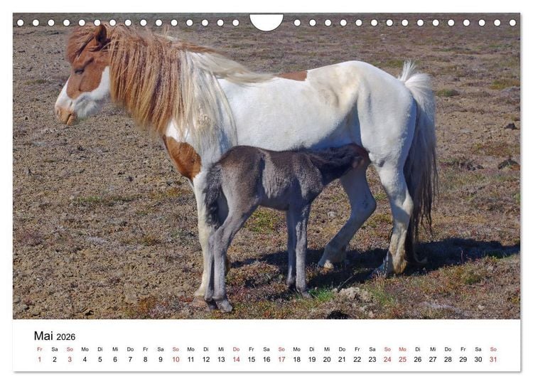 Produktbild: Die Pferde Islands - Ein Streifzug durch Island (Wandkalender 2026 DIN A4 quer), CALVENDO Monatskalender