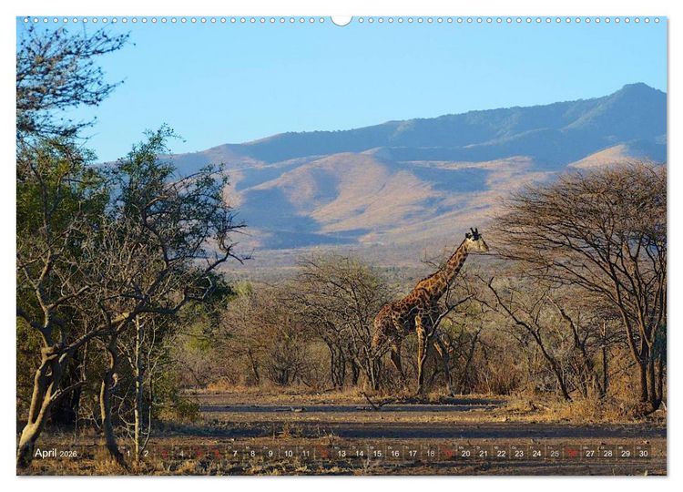 Produktbild: Tansania - Faszinierendes Afrika (hochwertiger Premium Wandkalender 2026 DIN A2 quer), Kunstdruck in Hochglanz