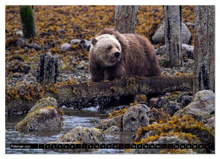Produktbild: Grizzlys und Geisterb&auml;ren - Glendale Cove, Kanada (hochwertiger Premium Wandkalender 2026 DIN A2 quer), Kunstdruck in Hochglanz