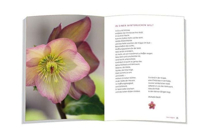 Produktbild: Es bl&uuml;ht eine Rose zur Winterzeit