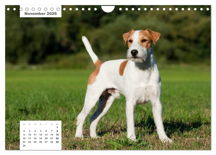 Produktbild: Rassehunde (Wandkalender 2026 DIN A4 quer), CALVENDO Monatskalender