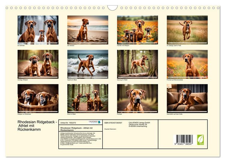 Produktbild: Rhodesian Ridgeback - Athlet mit R&uuml;ckenkamm (Wandkalender 2026 DIN A3 quer), CALVENDO Monatskalender