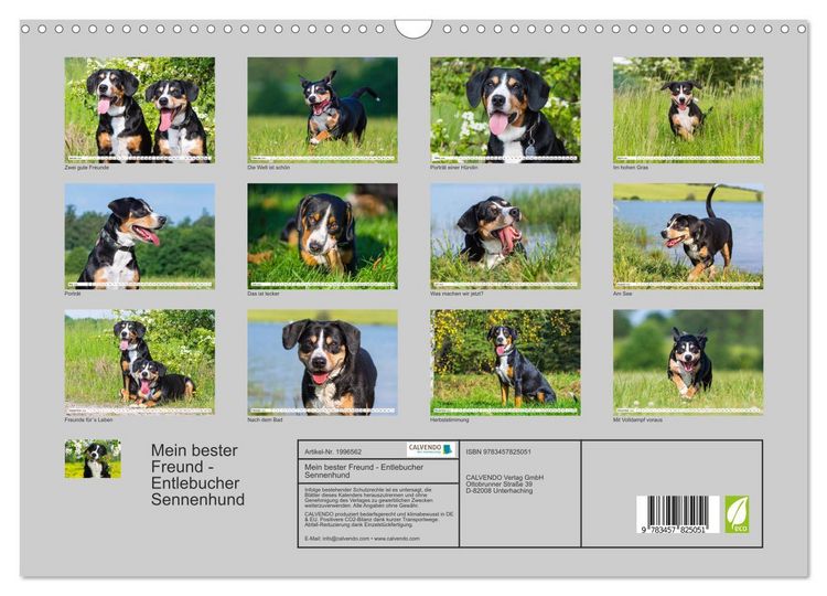 Produktbild: Mein bester Freund - Entlebucher Sennenhund (Wandkalender 2026 DIN A3 quer), CALVENDO Monatskalender