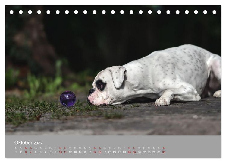 Produktbild: Fantastische Boxer - Sieger der Herzen (Tischkalender 2026 DIN A5 quer), CALVENDO Monatskalender