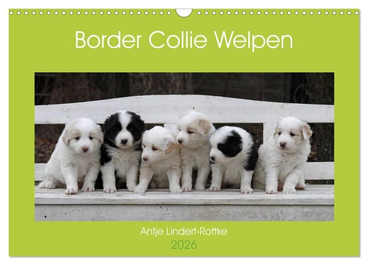 Produktbild: Border Collie Welpen (Wandkalender 2026 DIN A3 quer), CALVENDO Monatskalender