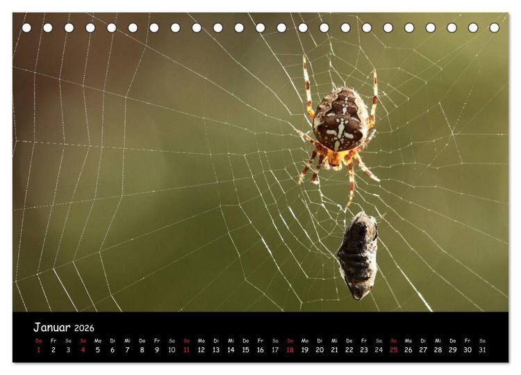 Produktbild: Heimische Spinnen (Tischkalender 2026 DIN A5 quer), CALVENDO Monatskalender