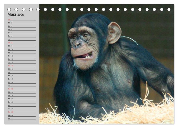 Produktbild: Schimpansen (Tischkalender 2026 DIN A5 quer), CALVENDO Monatskalender