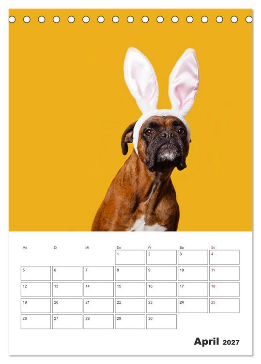 Produktbild: colorful world of boxer 2027 (Tischkalender 2027 DIN A5 hoch), CALVENDO Monatskalender