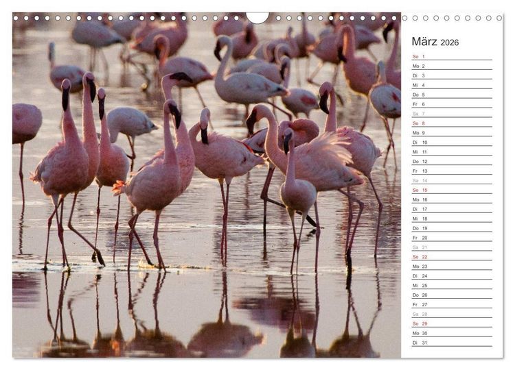 Produktbild: Flamingo Impressionen 2026 (Wandkalender 2026 DIN A3 quer), CALVENDO Monatskalender