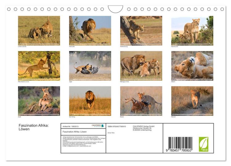 Produktbild: Faszination Afrika: L&ouml;wen (Wandkalender 2026 DIN A4 quer), CALVENDO Monatskalender