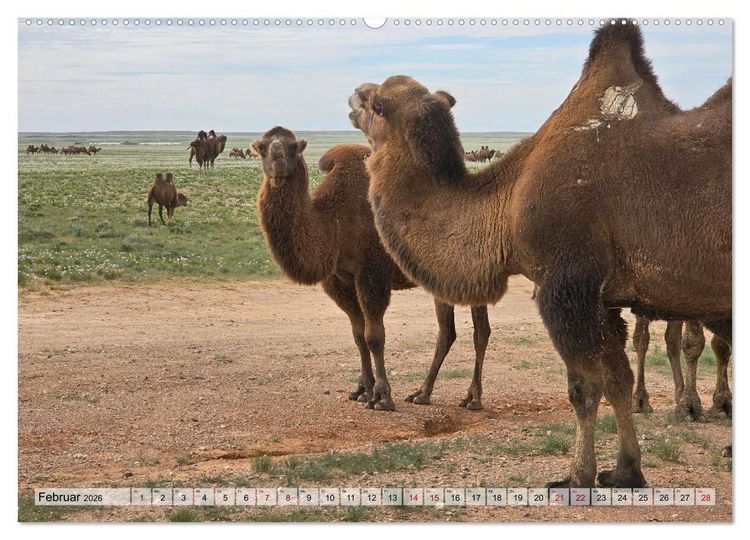 Produktbild: Nord-Gobi (Wandkalender 2026 DIN A2 quer), CALVENDO Monatskalender