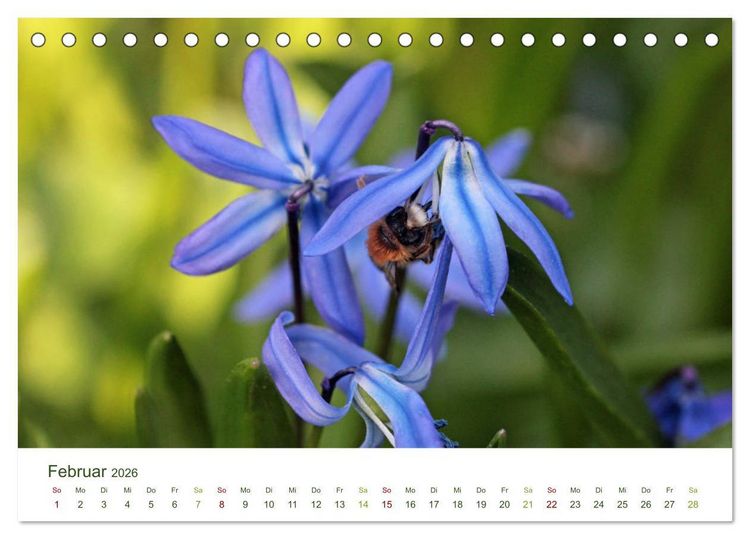 Produktbild: Wildbienen im Garten (Tischkalender 2026 DIN A5 quer), CALVENDO Monatskalender