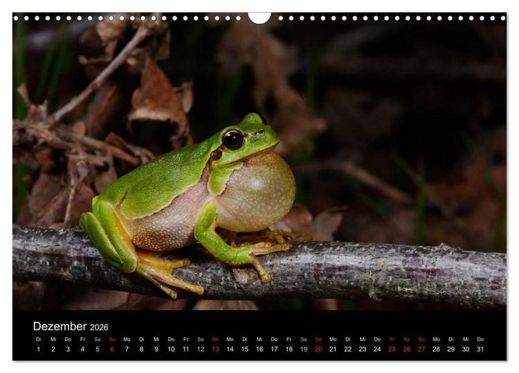Produktbild: Fr&ouml;sche (Wandkalender 2026 DIN A3 quer), CALVENDO Monatskalender