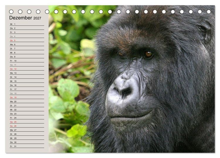 Produktbild: Berggorillas - die sanften Riesen (Tischkalender 2027 DIN A5 quer), CALVENDO Monatskalender