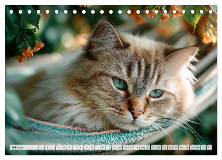 Produktbild: Katzen - Jeder Moment ein Abenteuer (Tischkalender 2027 DIN A5 quer), CALVENDO Monatskalender