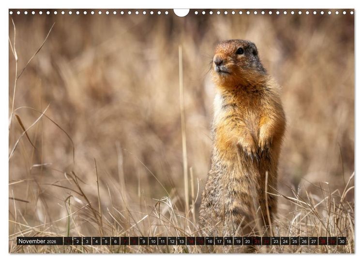 Produktbild: Wildtierkalender (Wandkalender 2026 DIN A3 quer), CALVENDO Monatskalender