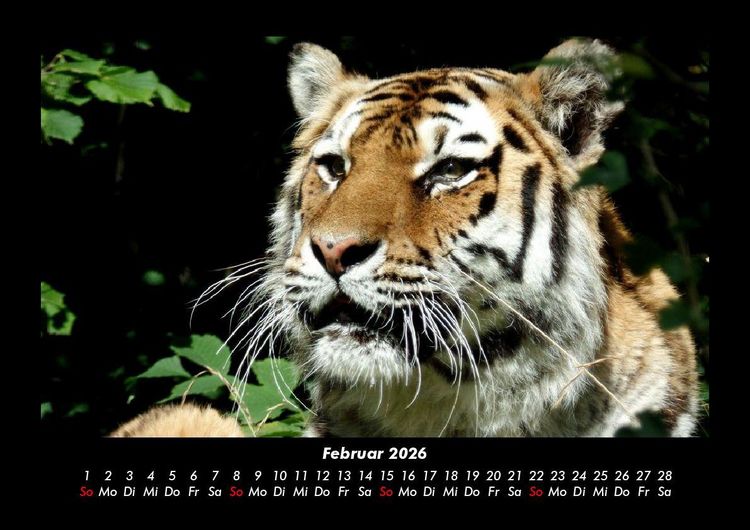 Produktbild: Tiger 2026 Fotokalender DIN A3