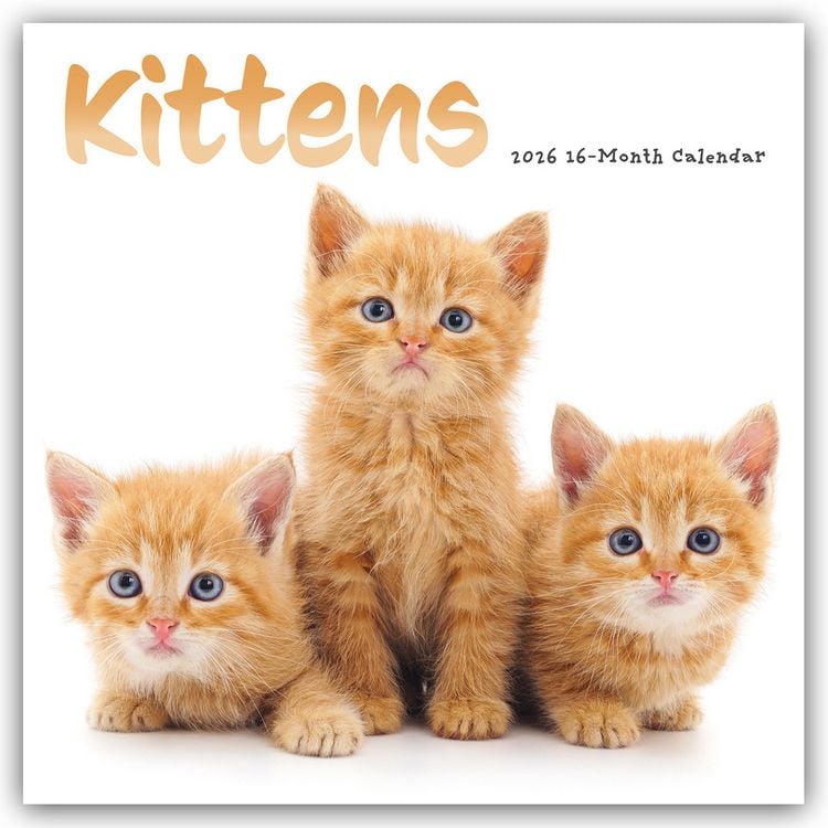 Produktbild: Kittens – Kätzchen – Katzenjunge – Katzenbabys 2026 – Wand-Kalender