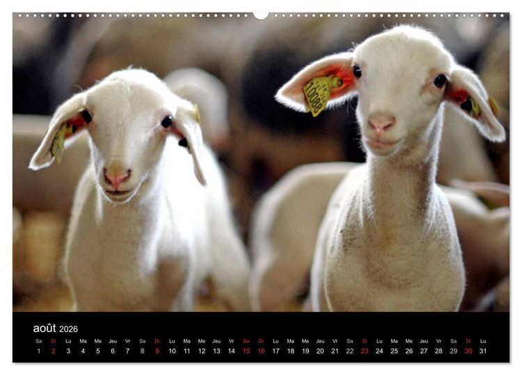 Produktbild: Couleurs Aveyron (Calendrier mural 2026 DIN A2 vertical) calendrier de bureau