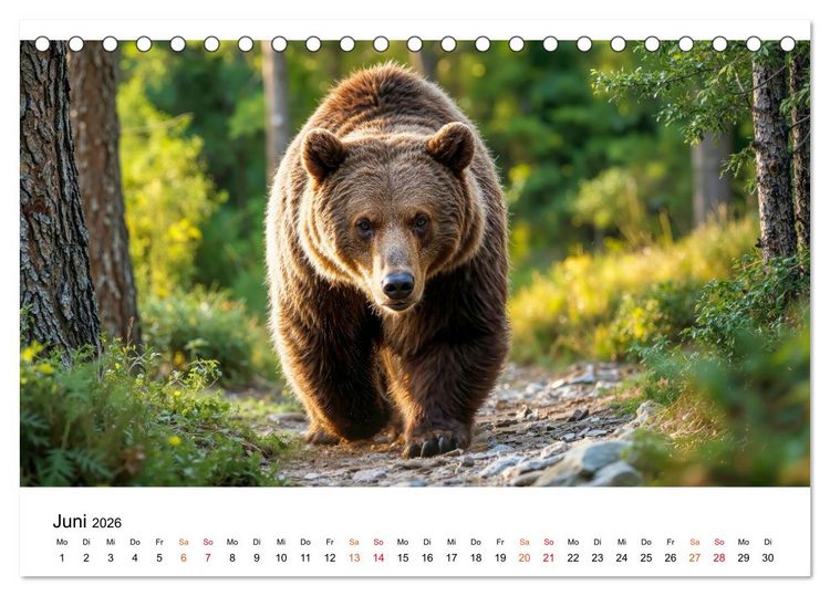 Produktbild: B&auml;ren - Die Macht der Natur (Tischkalender 2026 DIN A5 quer), CALVENDO Monatskalender