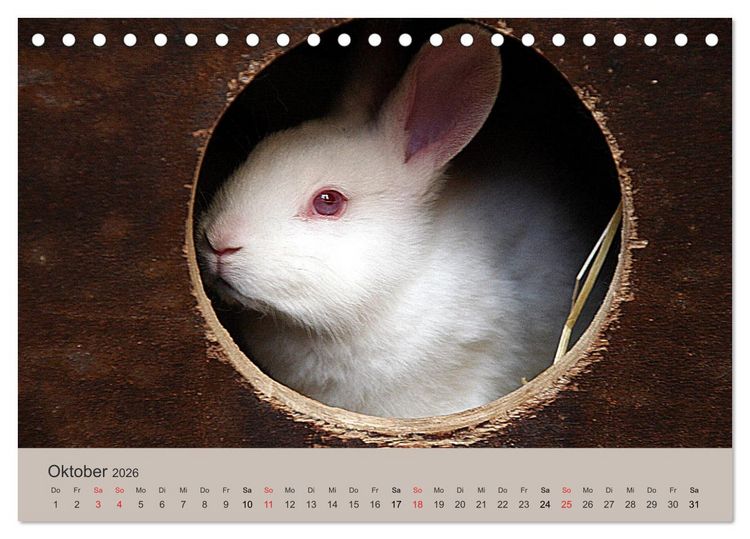 Produktbild: Rex - Kaninchen (Tischkalender 2026 DIN A5 quer), CALVENDO Monatskalender