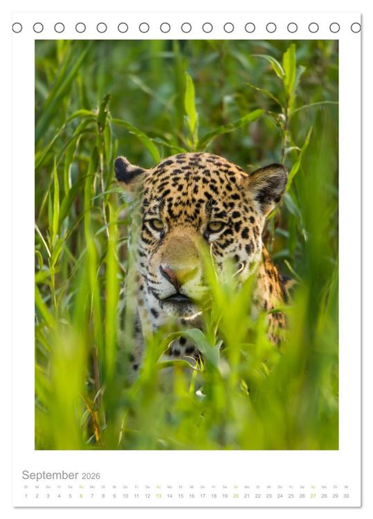 Produktbild: Pantanal &ndash; Einzigartiges Wildlife-Paradies (Tischkalender 2026 DIN A5 hoch), CALVENDO Monatskalender